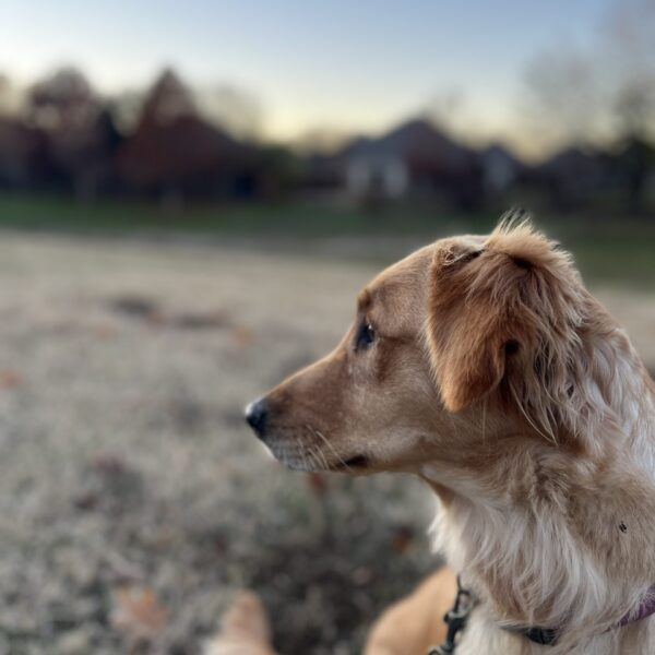 J Heart M Golden Retrievers